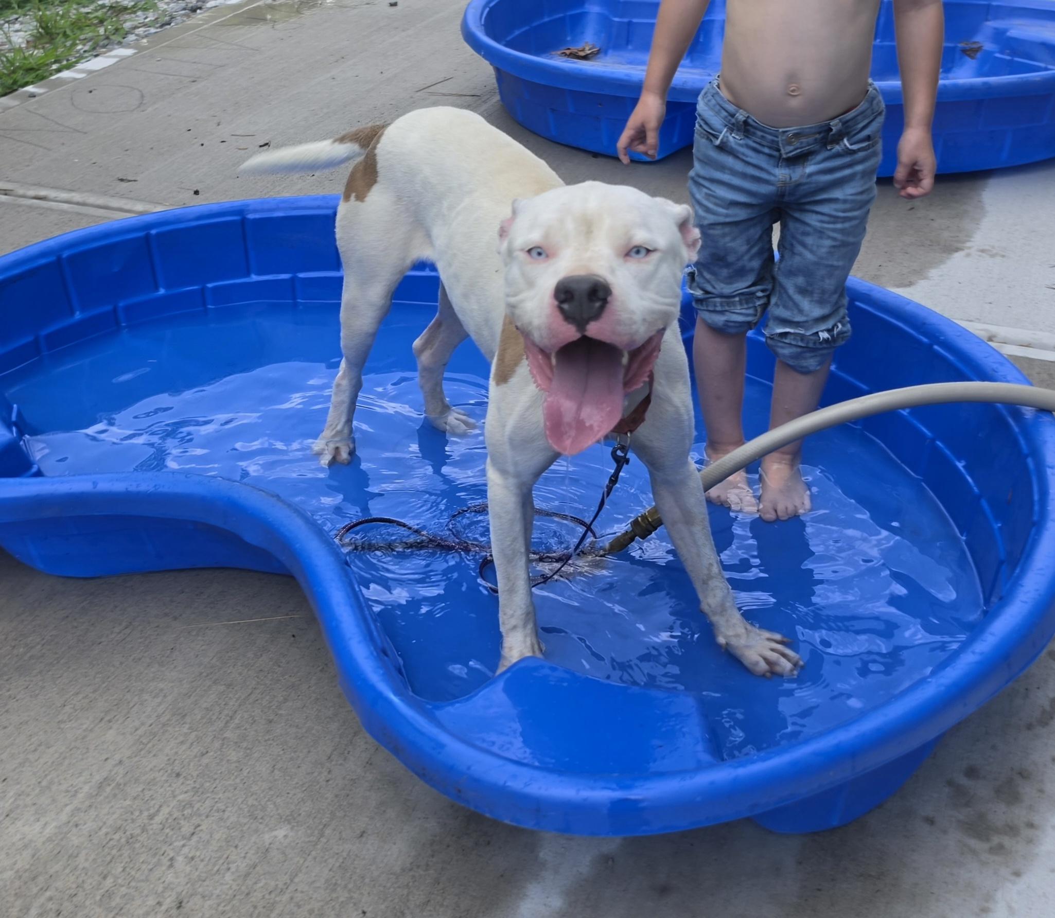 Zeus, Adoptable, Adult Male American Bulldog.