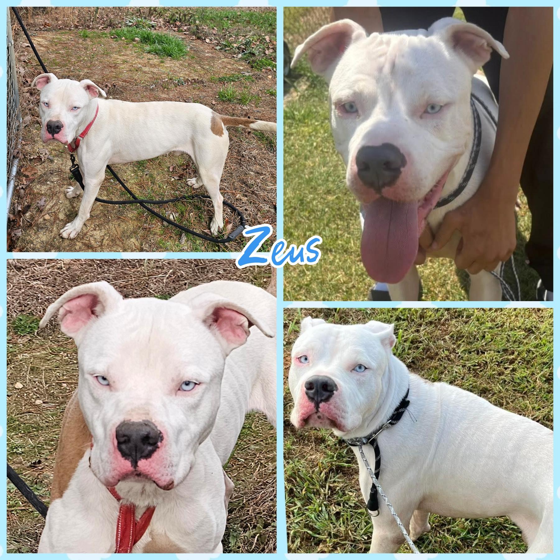 Zeus, Adoptable, Adult Male American Bulldog.