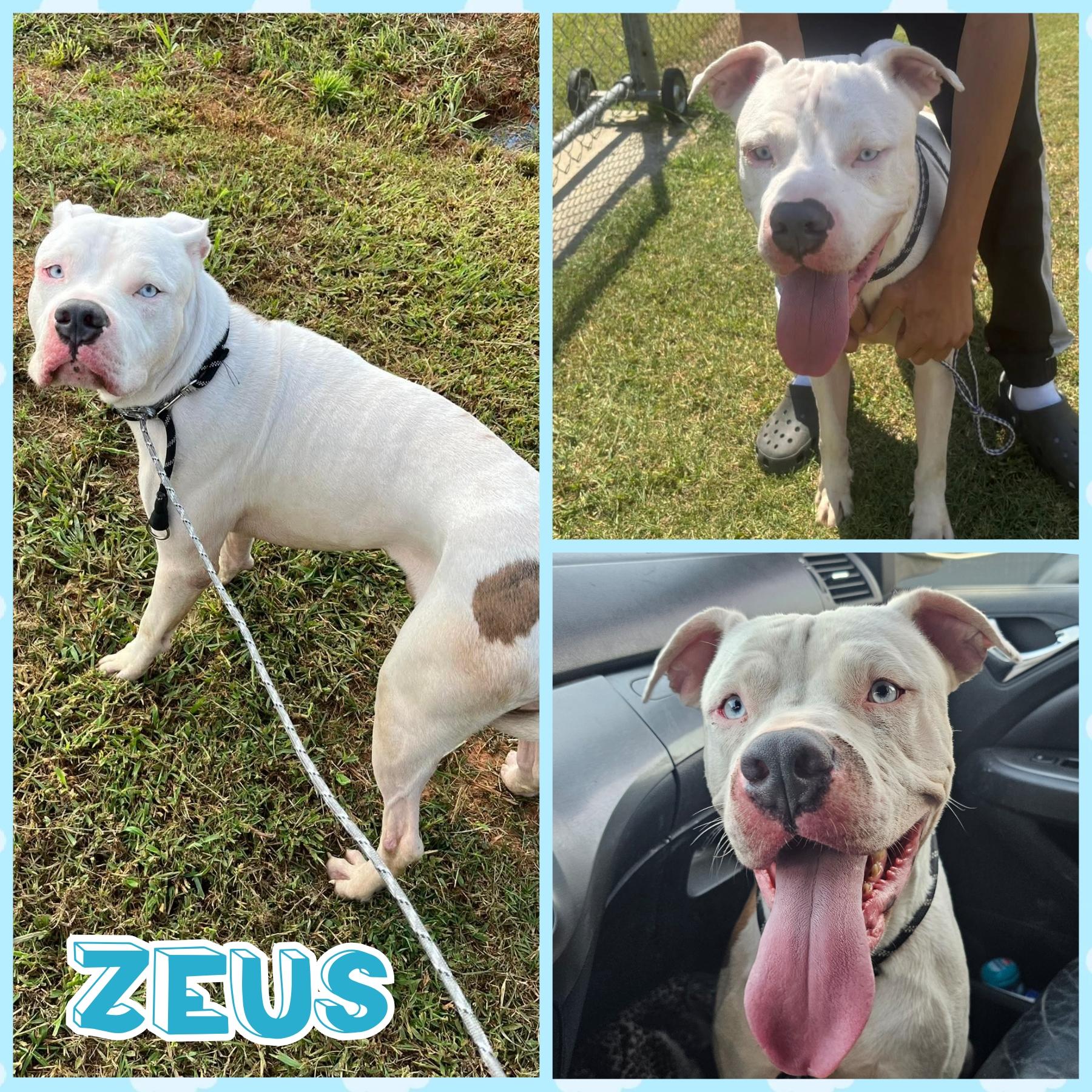 Enlarge Zeus, a Adoptable mixed breed in Blacksburg, SC image 1/1