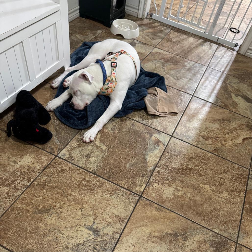 Mozzarella, Adoptable, Young Male American Staffordshire Terrier.