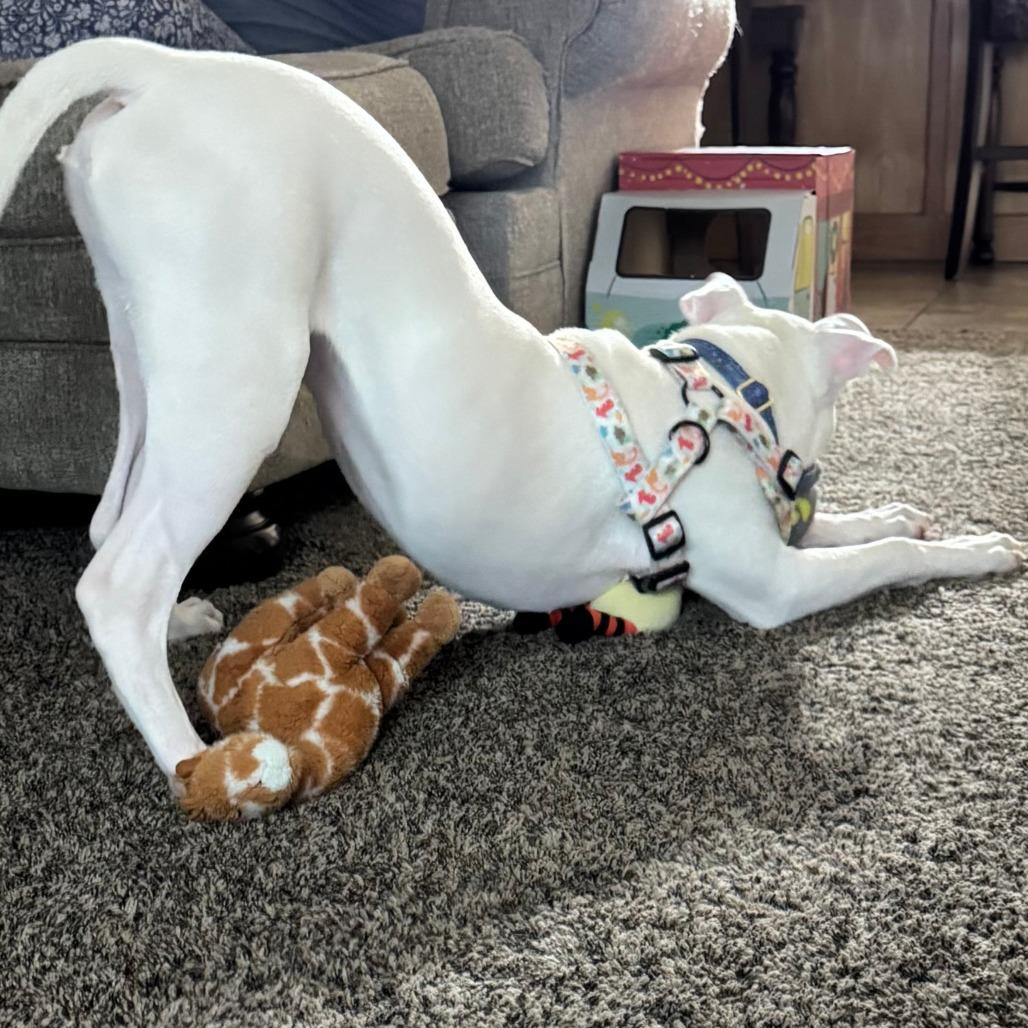 Enlarge Mozzarella, a Adoptable American Staffordshire Terrier in Dallas, TX image 3/6
