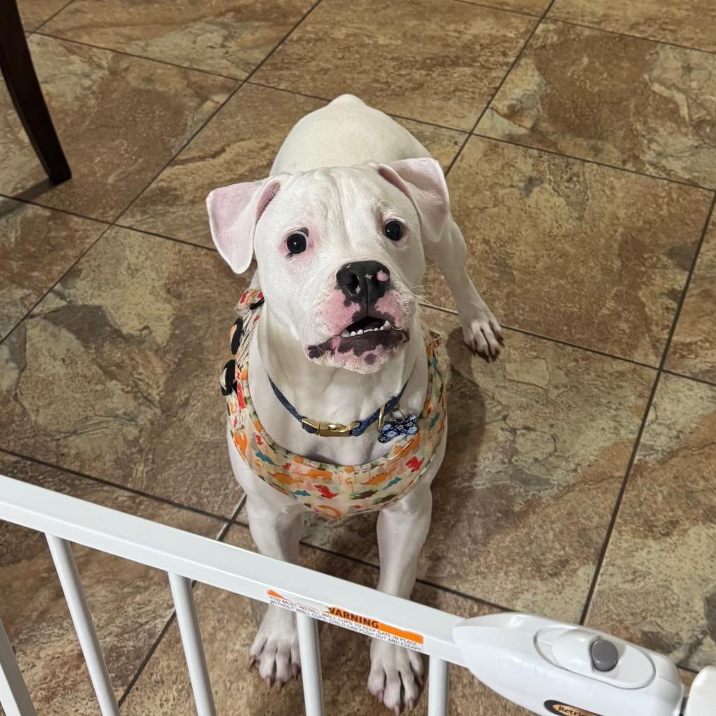 Enlarge Mozzarella, a Adoptable American Staffordshire Terrier in Dallas, TX image 5/6