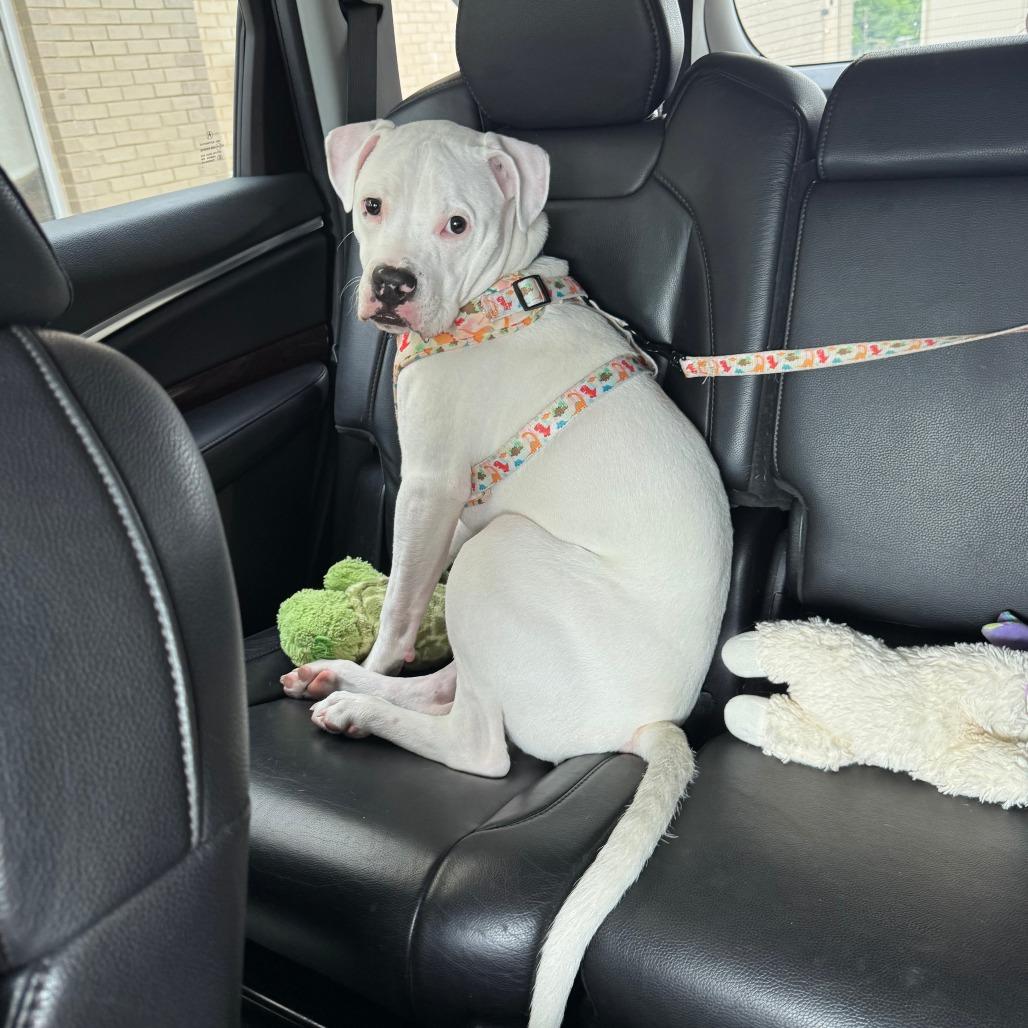 Enlarge Mozzarella, a Adoptable American Staffordshire Terrier in Dallas, TX image 6/6