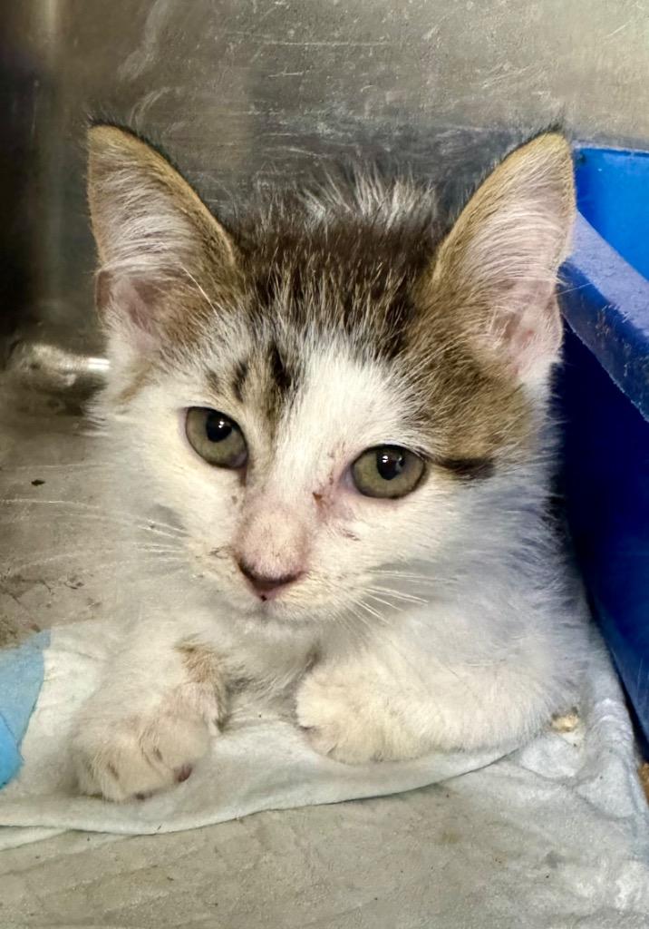 Mona, Adoptable, Young Female Domestic Short Hair.