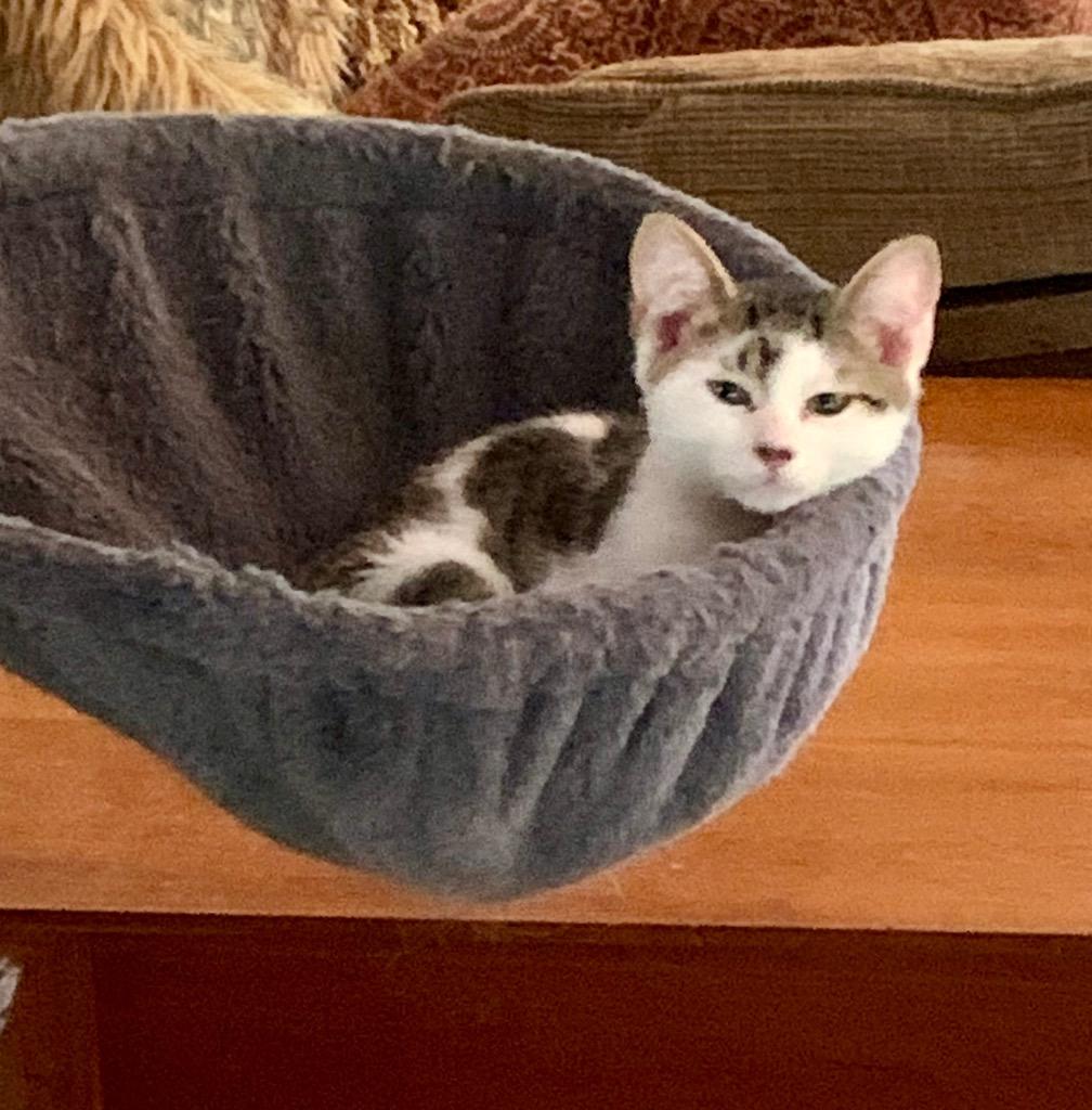 Enlarge Mona, a Adoptable mixed breed in Danielsville, GA image 2/2