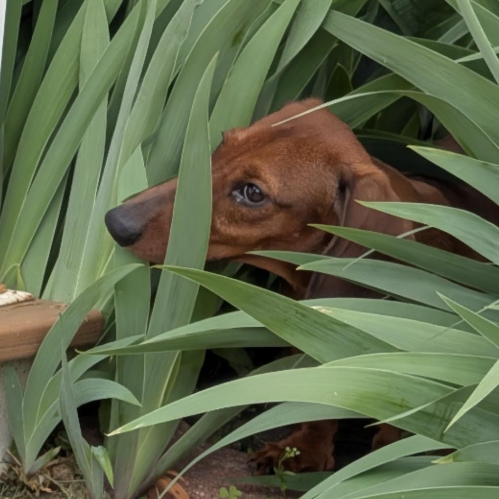 Enlarge Reggie, a ADOPTABLE Dachshund in Omaha, NE image 4/4