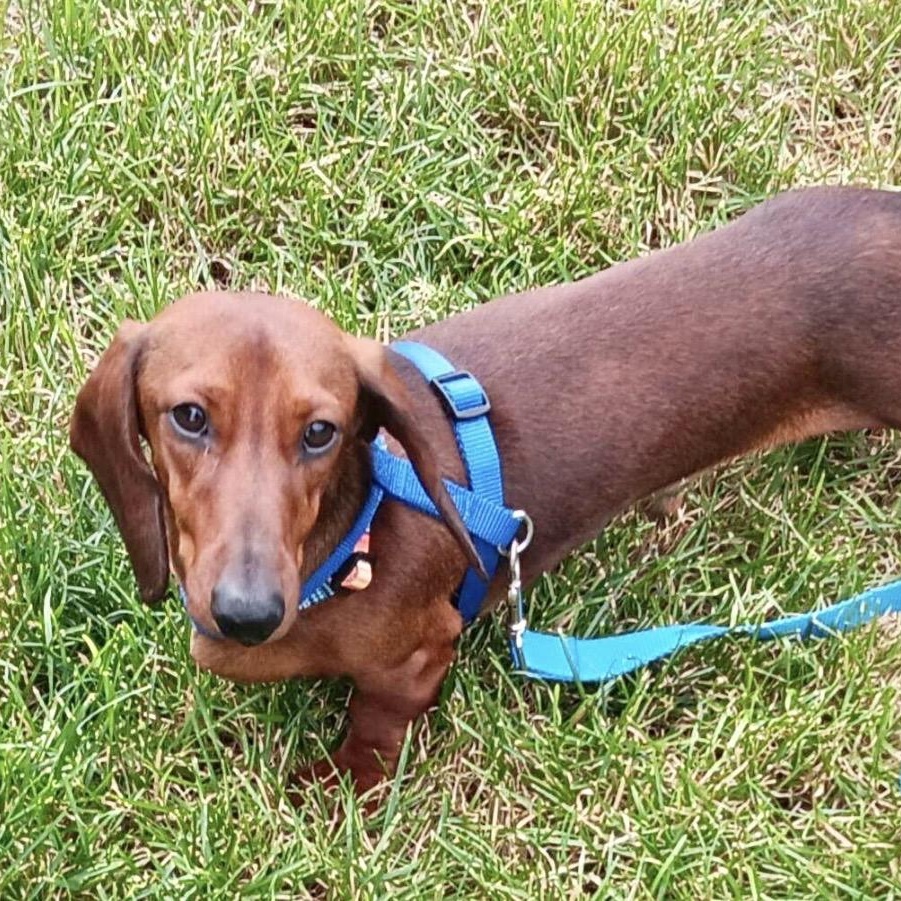 Enlarge Reggie, a ADOPTABLE Dachshund in Omaha, NE image 3/4