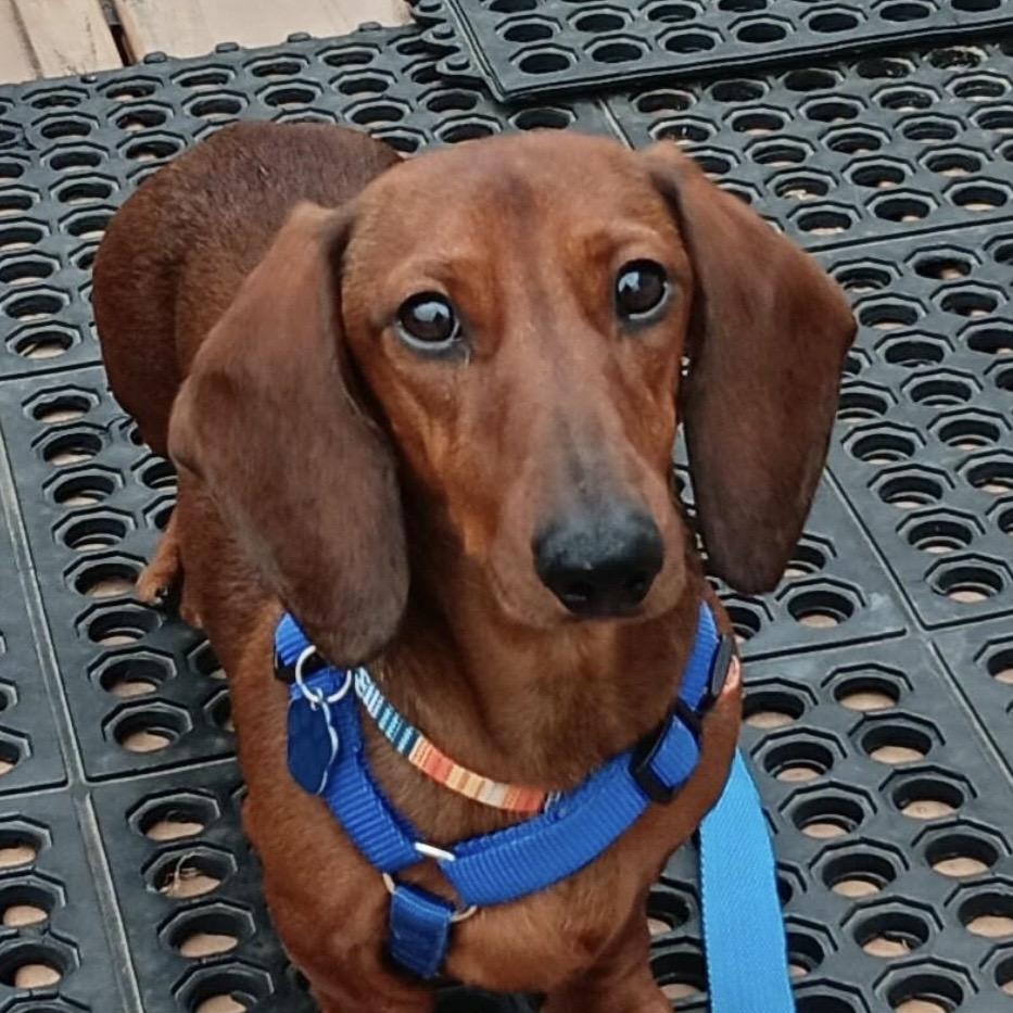 Reggie, ADOPTABLE, Young Male Dachshund.