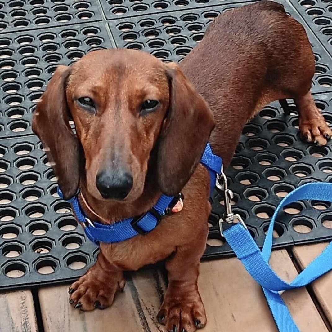 Enlarge Reggie, a ADOPTABLE Dachshund in Omaha, NE image 2/4