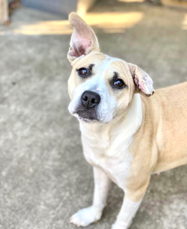 Ylva, Adult Female Pit Bull Terrier