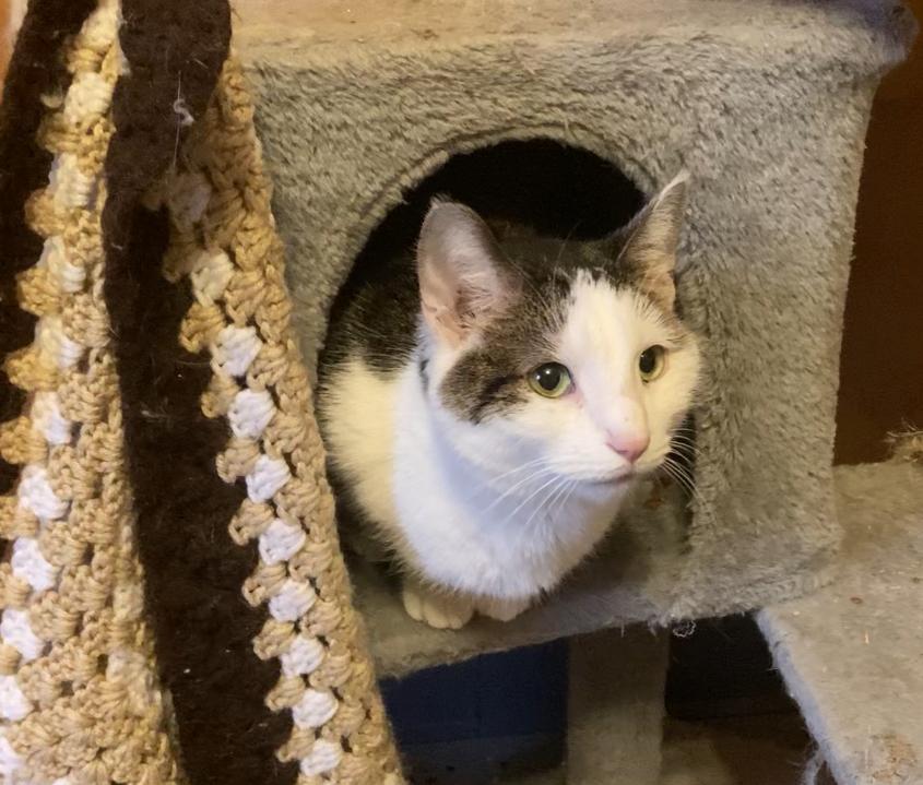 Slick Jack P, Adoptable, Adult Male Domestic Short Hair & Tabby.
