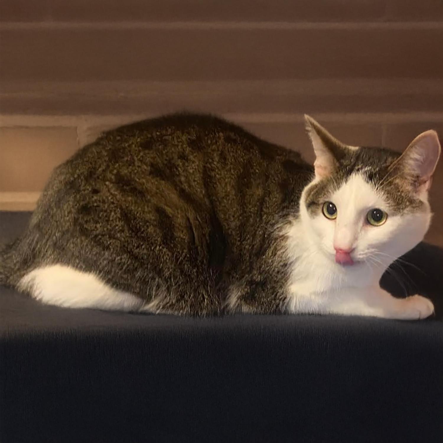 Enlarge Slick Jack P, a Adoptable mixed breed in Somerset, KY image 1/1