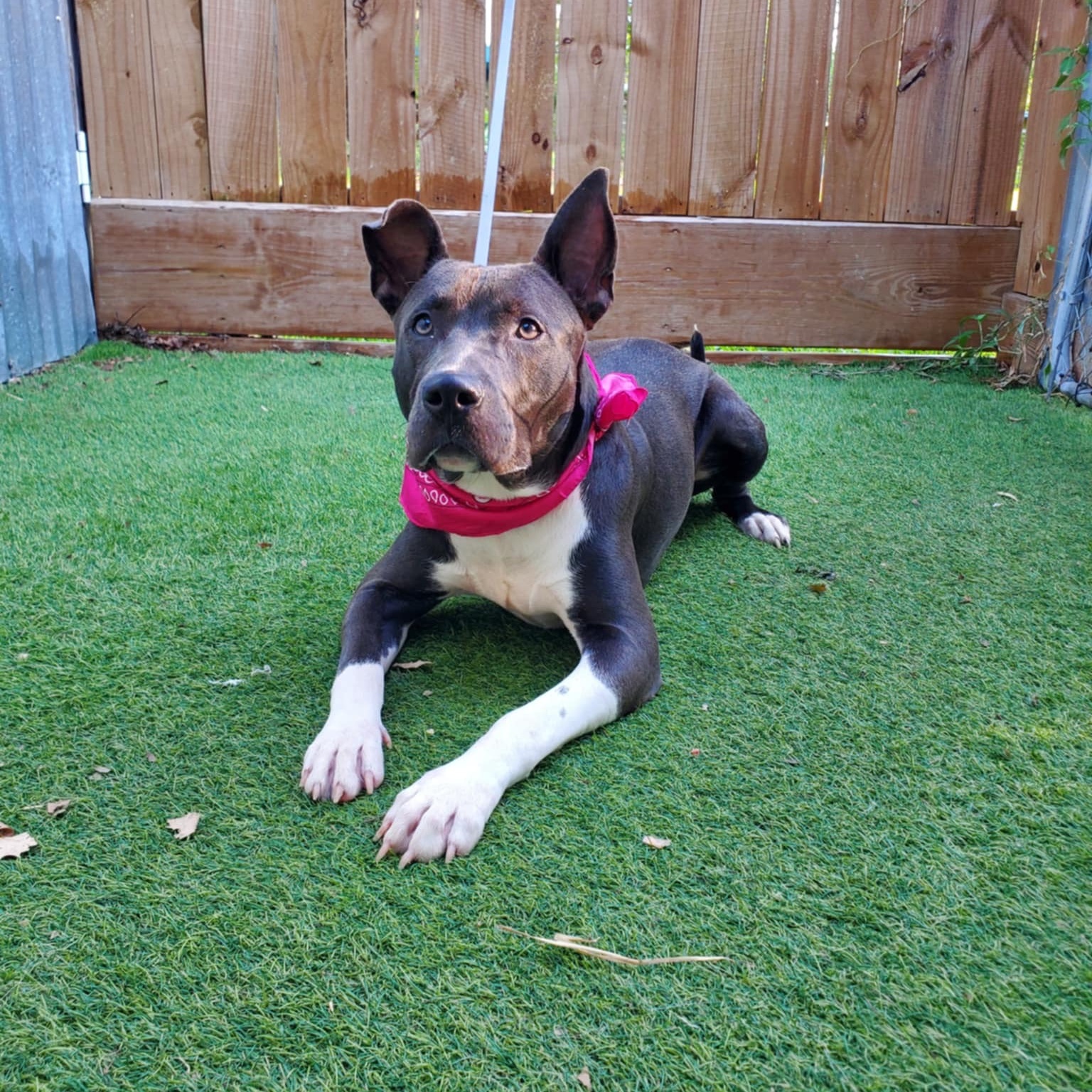 Dog for adoption Blossom, an American Staffordshire Terrier in Auburn