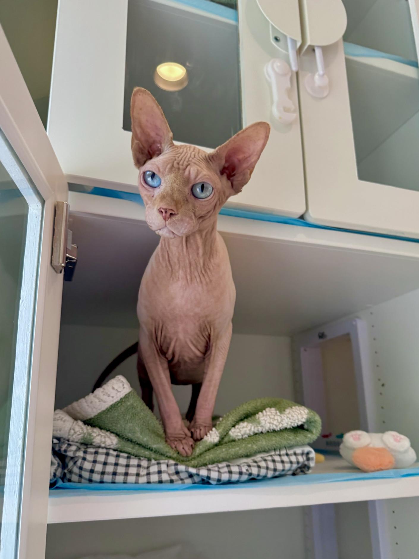 Enlarge Cashew, a Adopted Sphynx / Hairless Cat in Ramsey, NJ image 2/5
