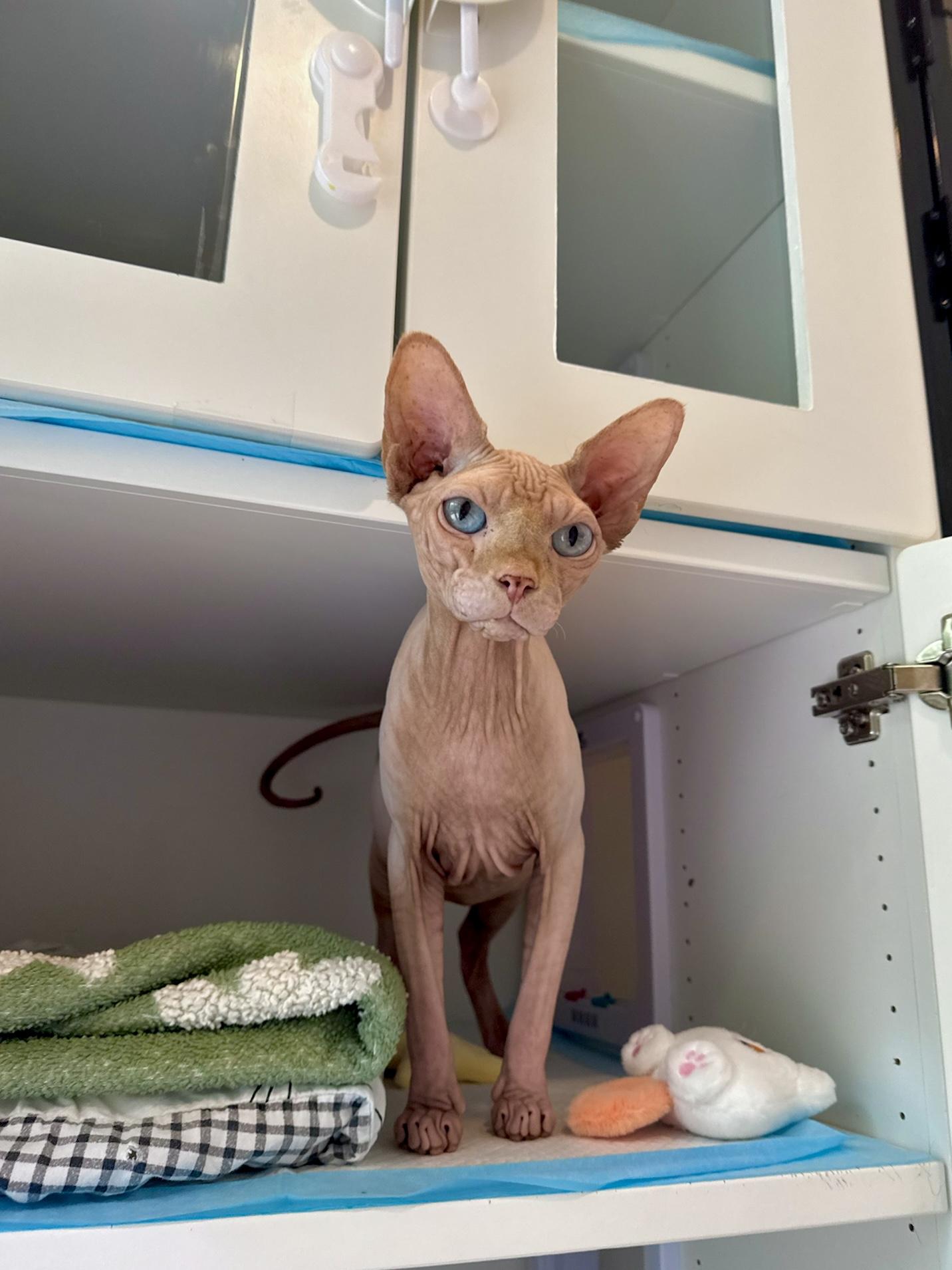 Cashew, Adopted, Adult Male Sphynx / Hairless Cat.