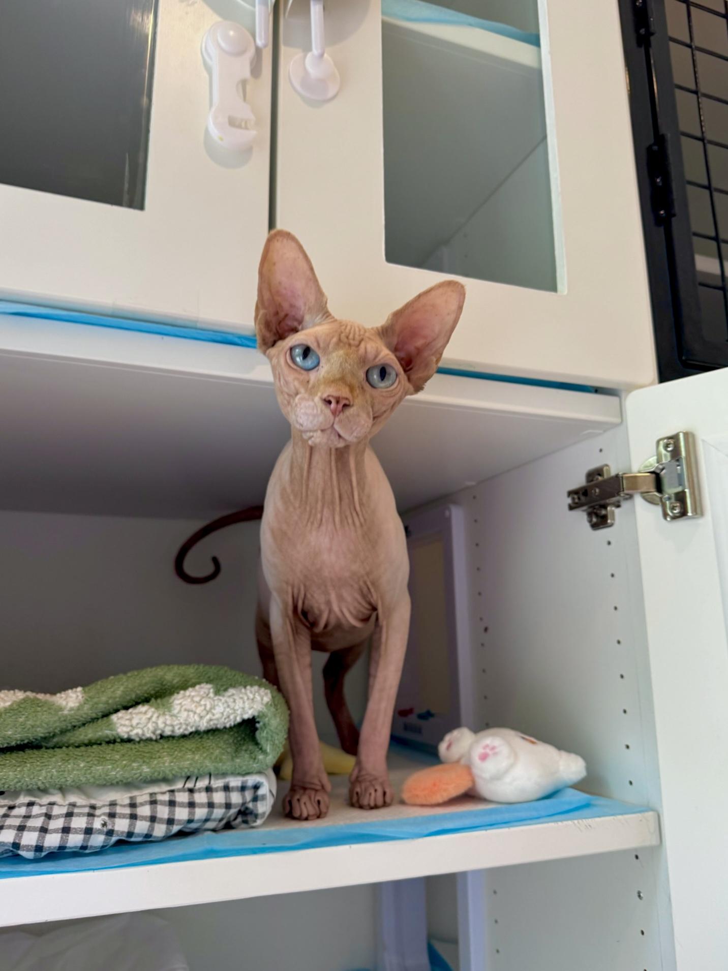 Enlarge Cashew, a Adopted Sphynx / Hairless Cat in Ramsey, NJ image 4/5