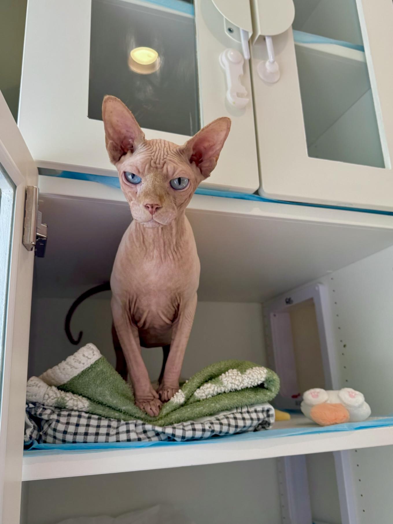 Enlarge Cashew, a Adopted Sphynx / Hairless Cat in Ramsey, NJ image 3/5
