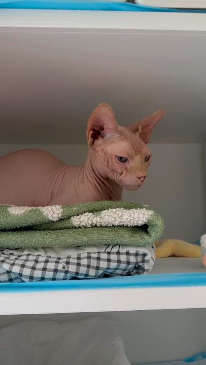 Enlarge Cashew, a Adopted Sphynx / Hairless Cat in Ramsey, NJ video 5/5