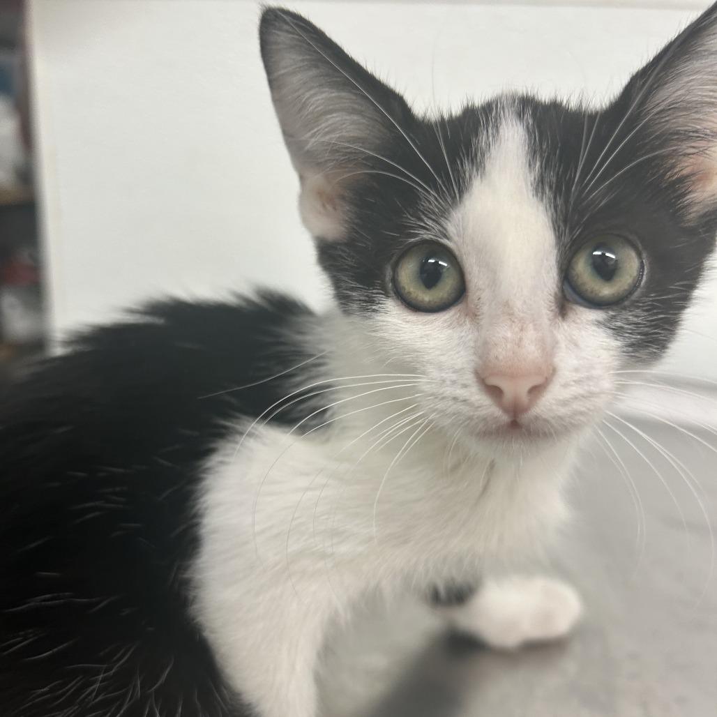 PAISLEY, a Adoptable Domestic Short Hair in Point Richmond, CA image 1/2