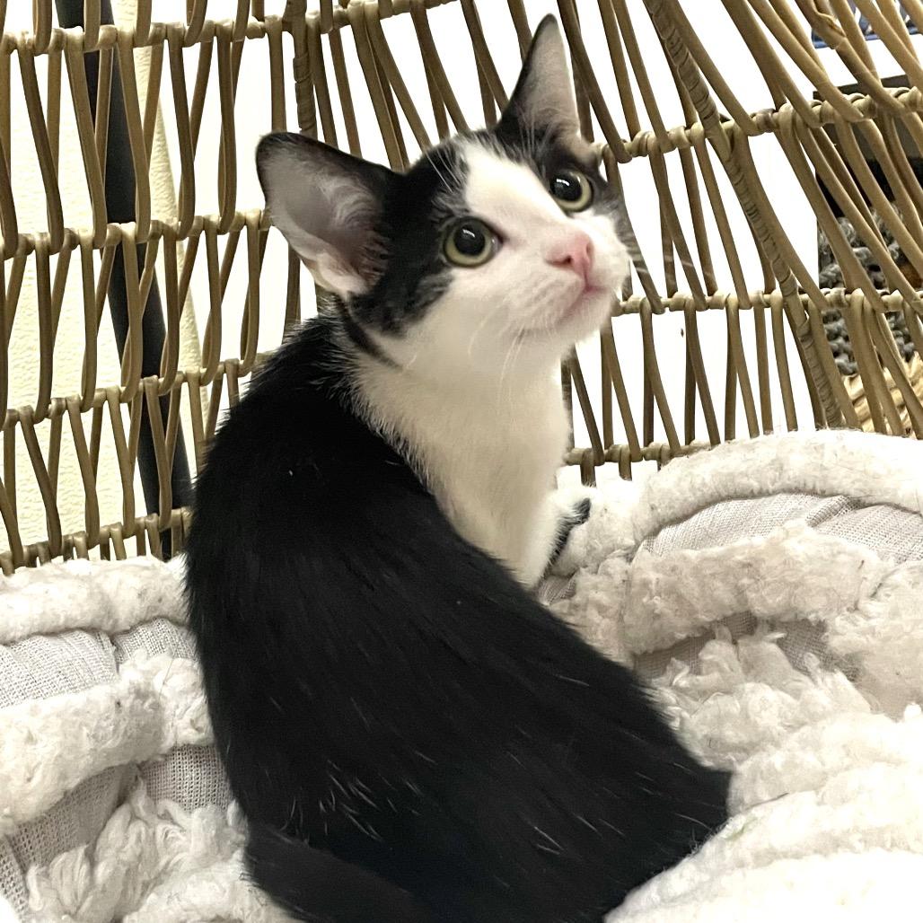 PAISLEY, a Adoptable Domestic Short Hair in Point Richmond, CA image 2/2