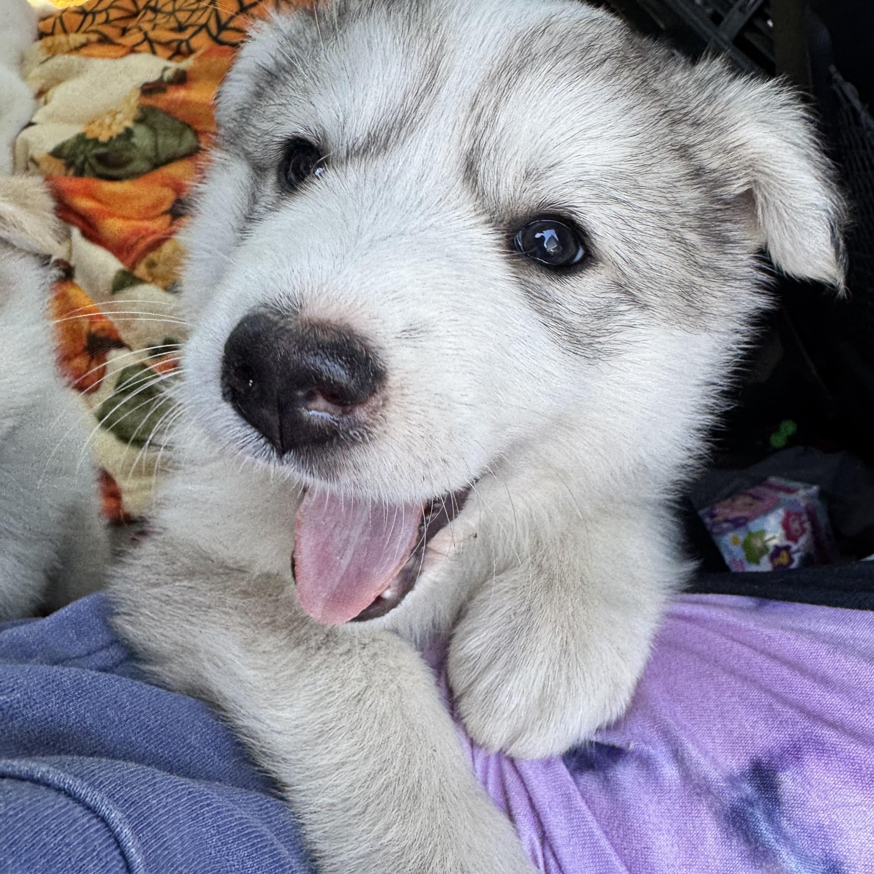 Sunshine, ADOPTABLE, Puppy Female Great Pyrenees & Labrador Retriever.