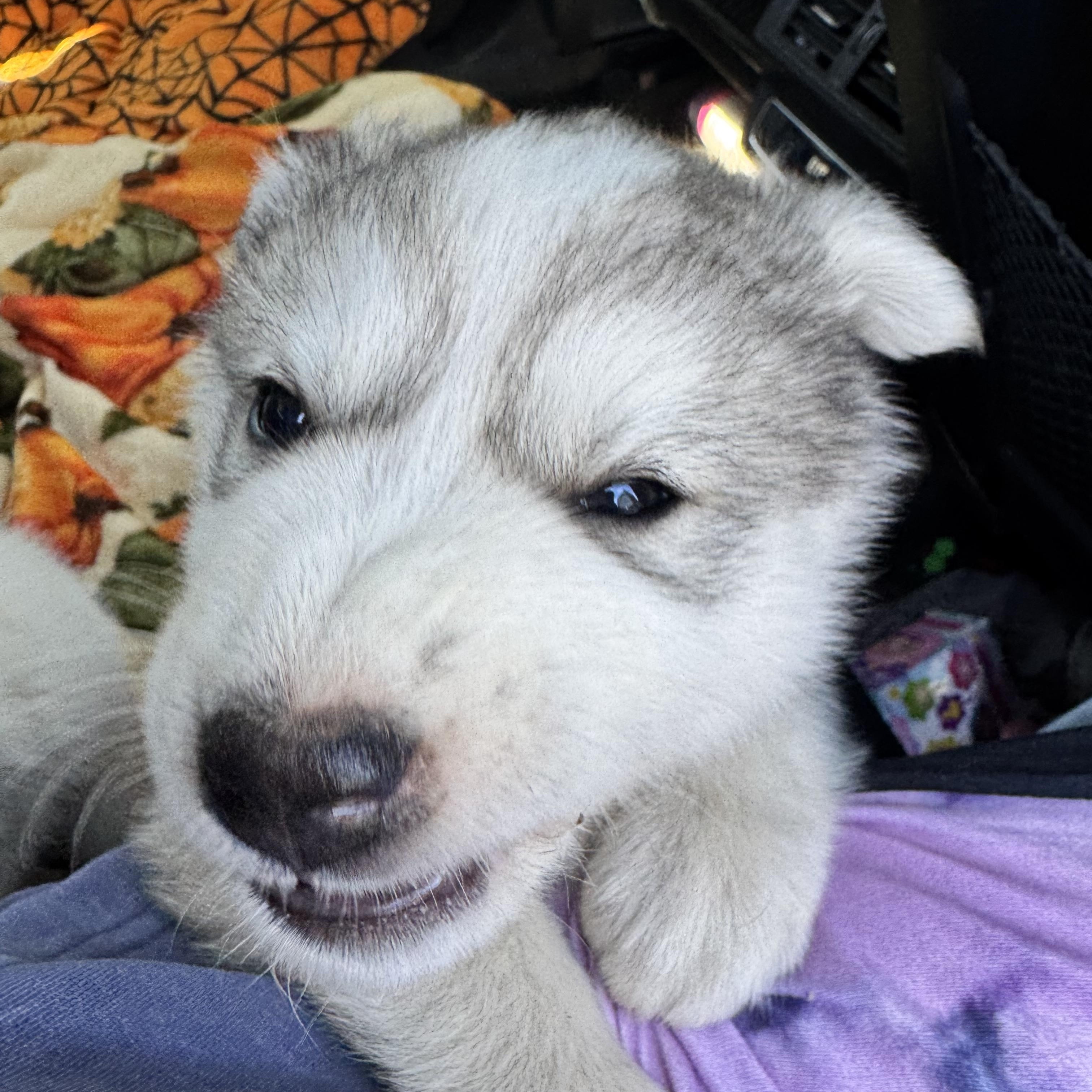 Enlarge Sunshine, a ADOPTABLE mixed breed in Van Nuys, CA image 3/4