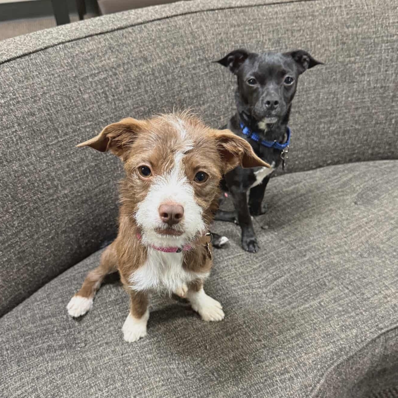 Enlarge Pickles (Bonded Pair with Colt), a Adoptable mixed breed in Westwood, NJ image 3/6