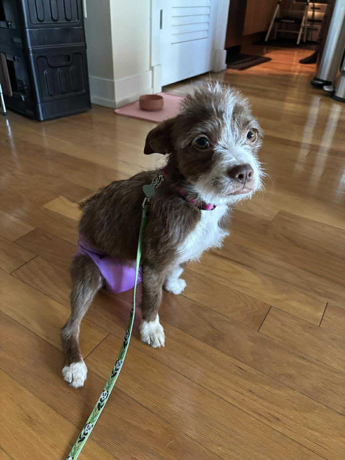 Enlarge Pickles (Bonded Pair with Colt), a Adoptable mixed breed in Westwood, NJ image 6/6