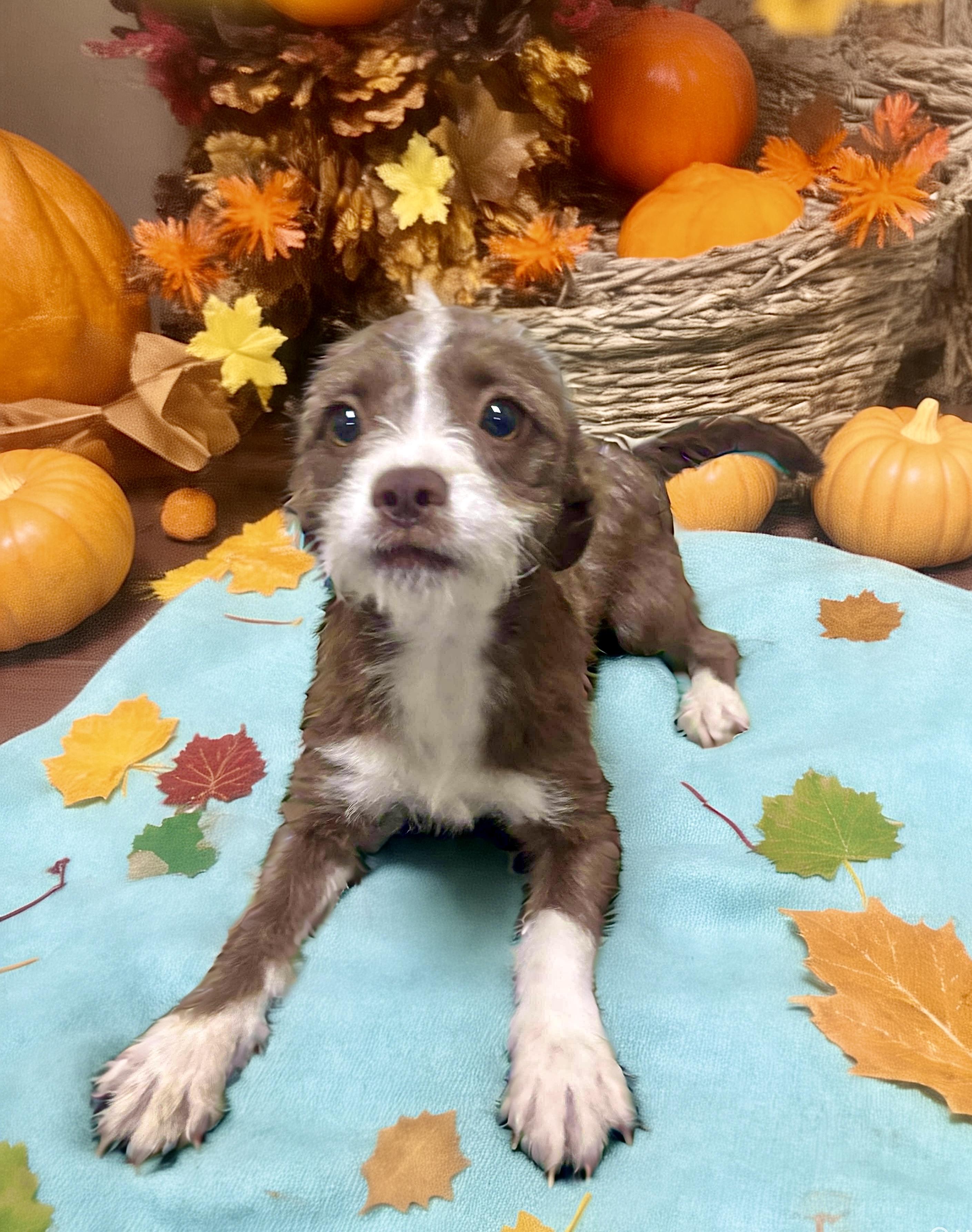 Enlarge Pickles (Bonded Pair with Colt), a Adoptable mixed breed in Westwood, NJ image 5/6