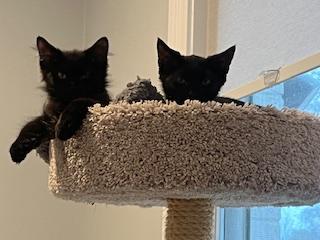 Enlarge Red Menace & White Lightening, a ADOPTABLE Domestic Short Hair in Rockville, MD image 1/1