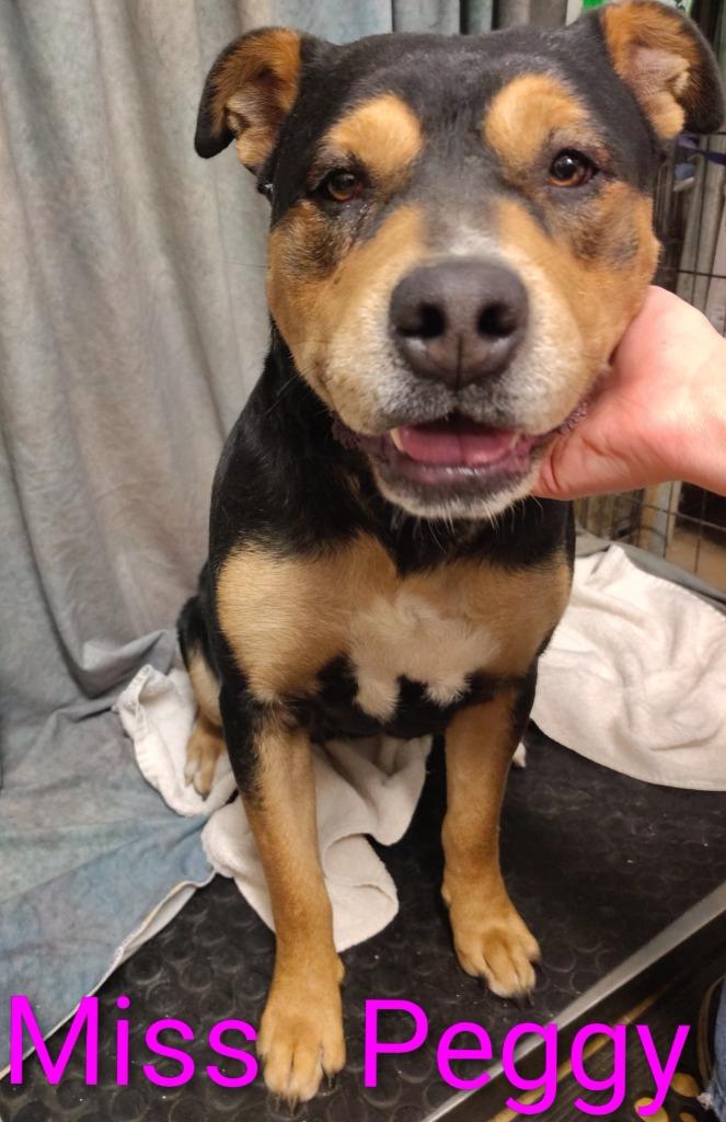 Miss Peggy, Adoptable, Adult Female Rottweiler & Staffordshire Bull Terrier.