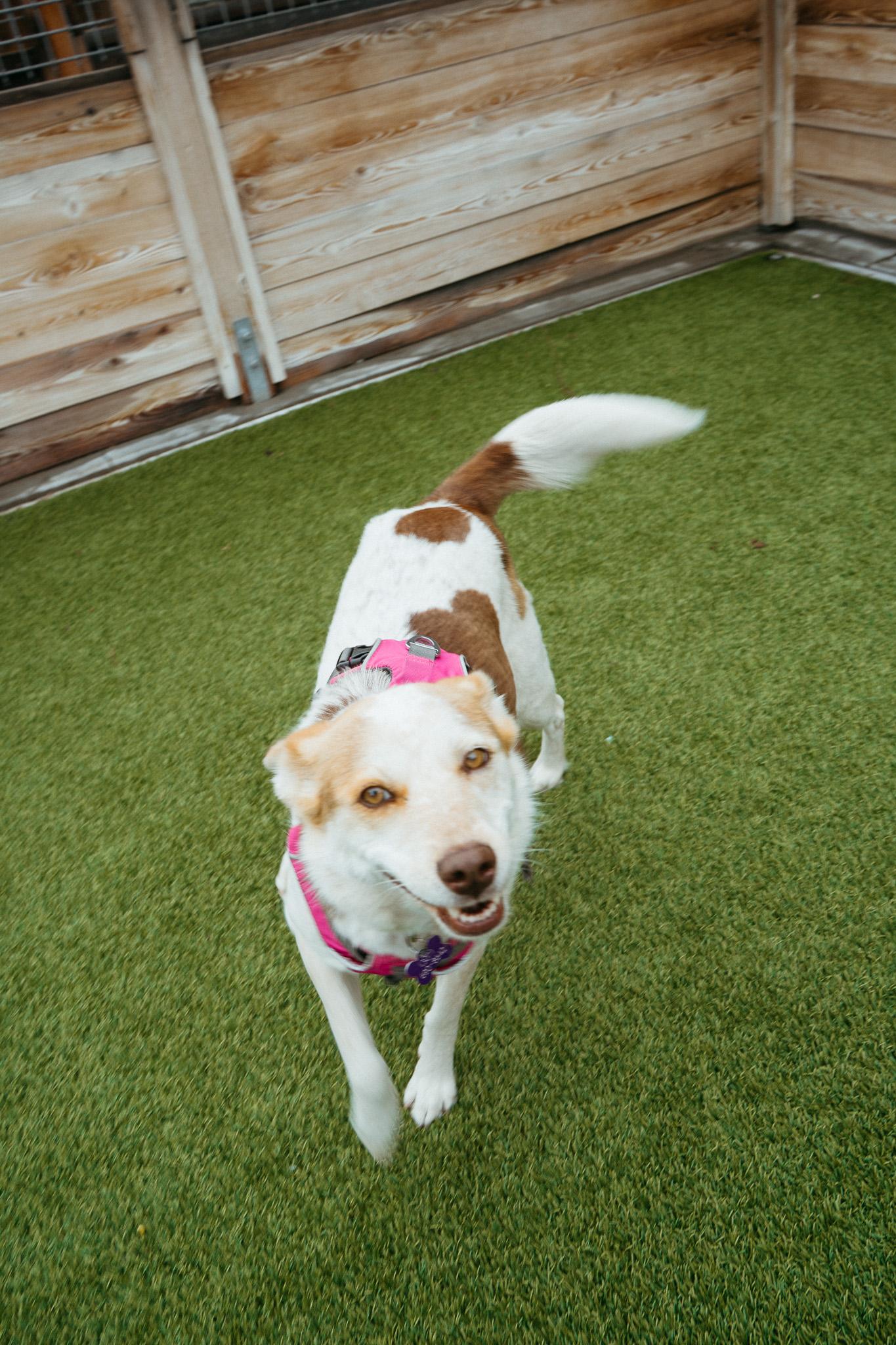 Enlarge Cheddar, a ADOPTABLE mixed breed in Jackson, WY image 2/5