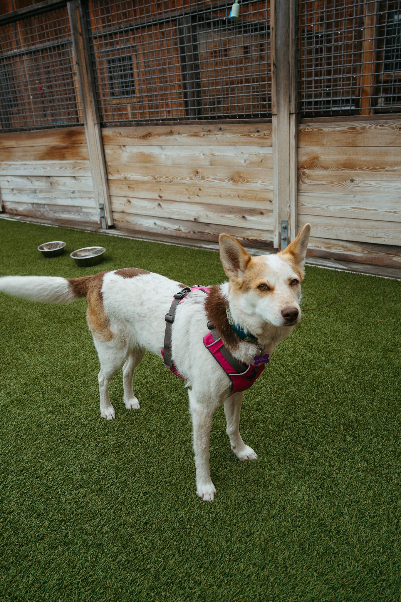 Enlarge Cheddar, a ADOPTABLE mixed breed in Jackson, WY image 4/5