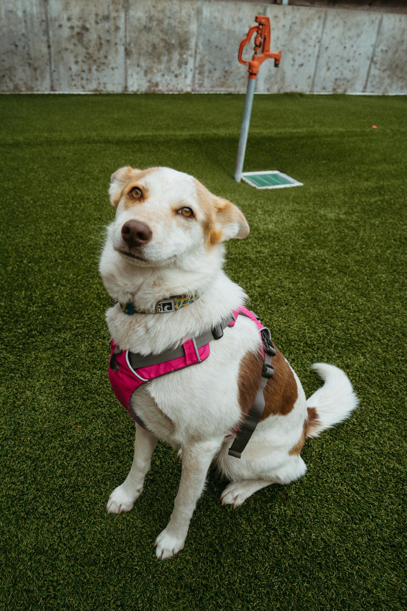 Enlarge Cheddar, a ADOPTABLE mixed breed in Jackson, WY image 3/5