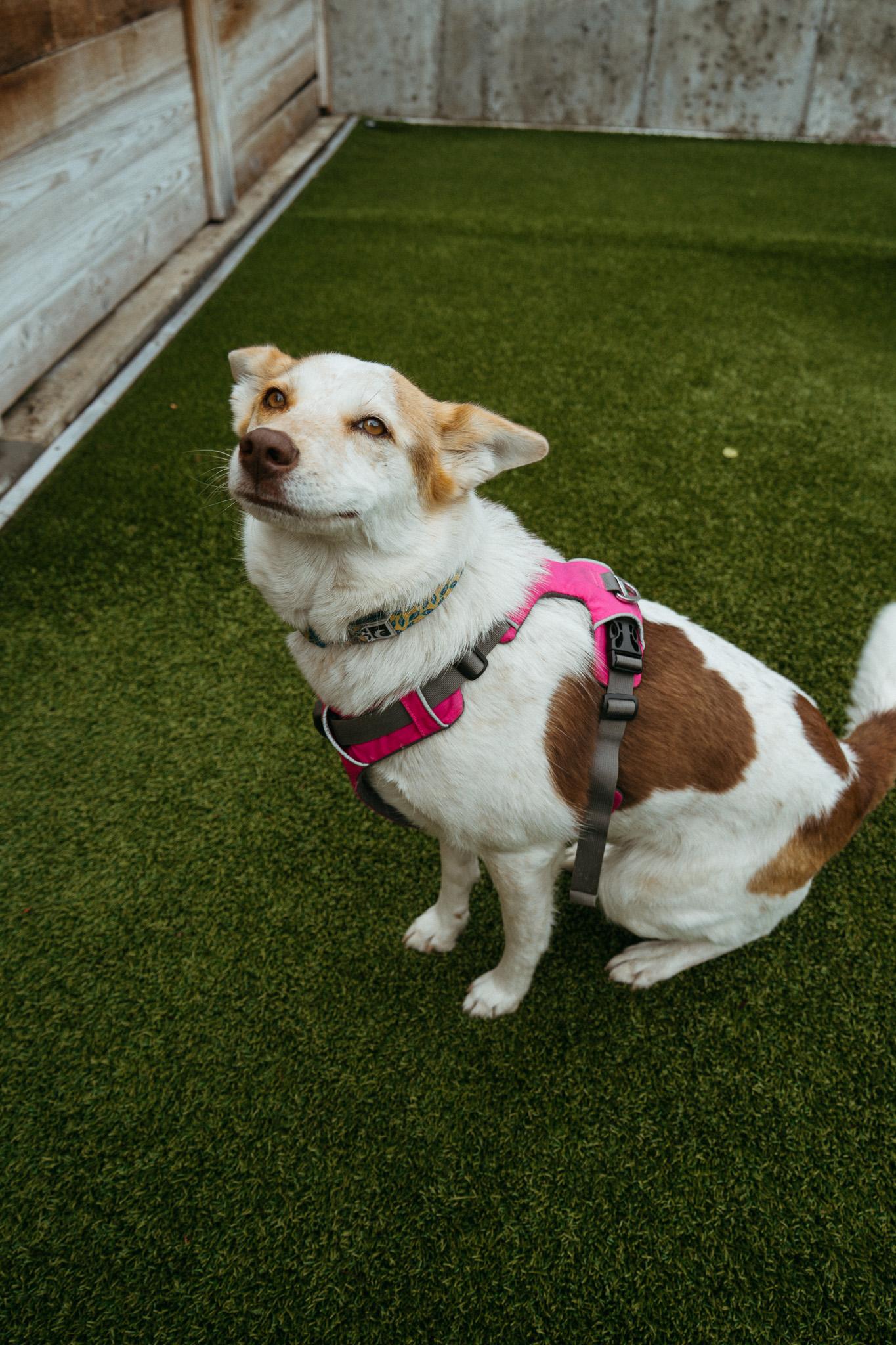 Cheddar, ADOPTABLE, Adult Female Australian Cattle Dog / Blue Heeler.