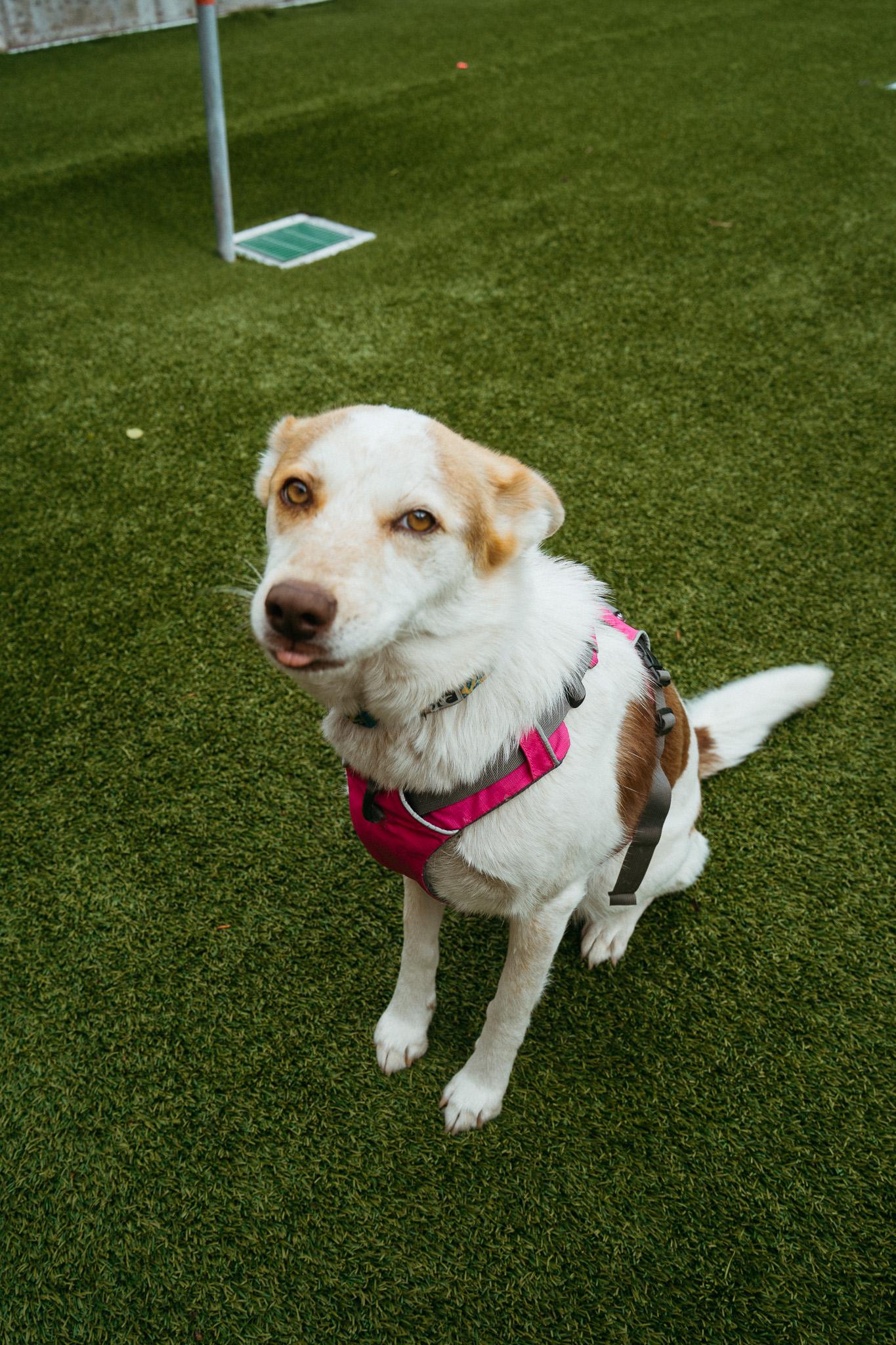 Enlarge Cheddar, a ADOPTABLE mixed breed in Jackson, WY image 5/5