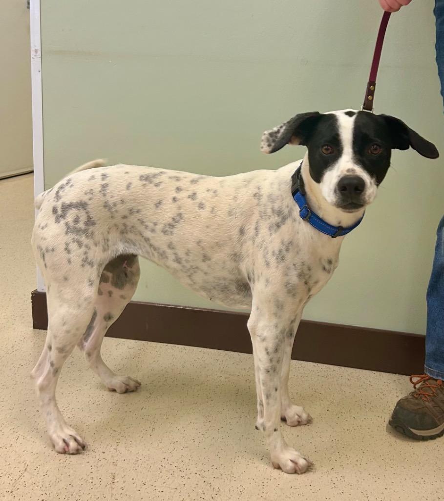 Enlarge Carolyn, a ADOPTABLE mixed breed in Amery, WI image 3/4