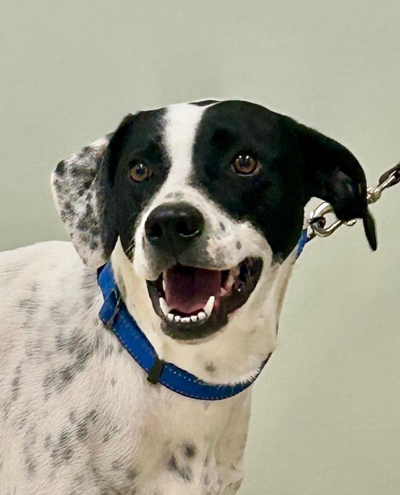 Carolyn, ADOPTABLE, Adult Female Pointer & Mixed Breed.