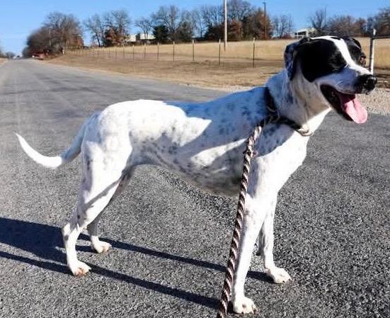 Enlarge Carolyn, a ADOPTABLE mixed breed in Amery, WI image 4/4