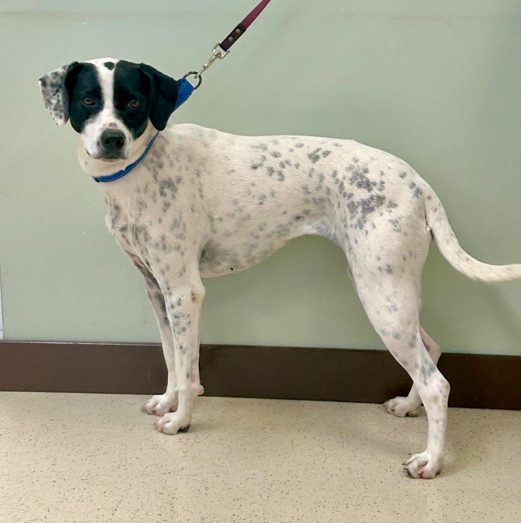 Enlarge Carolyn, a ADOPTABLE mixed breed in Amery, WI image 2/4