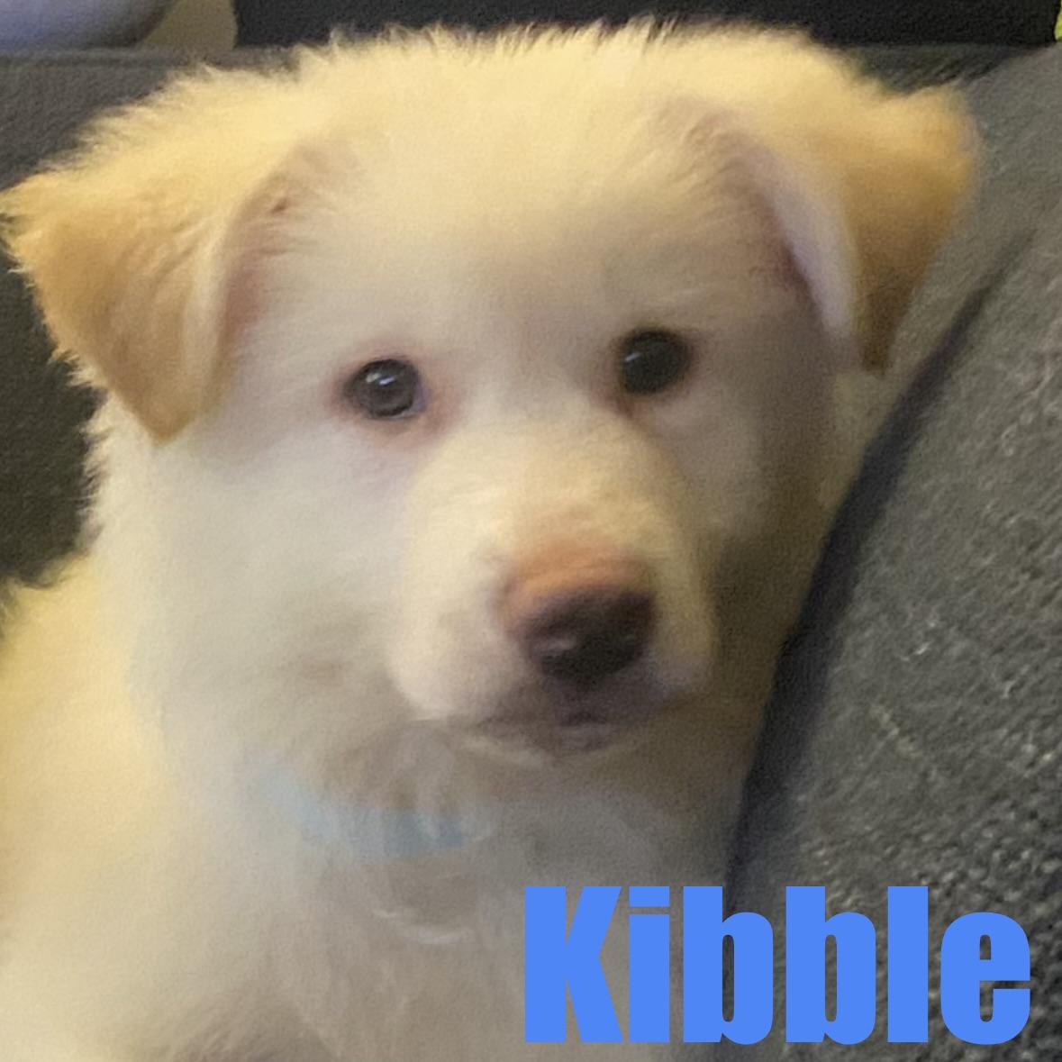 Kibble, adopted, Puppy Male Shepherd & Great Pyrenees.