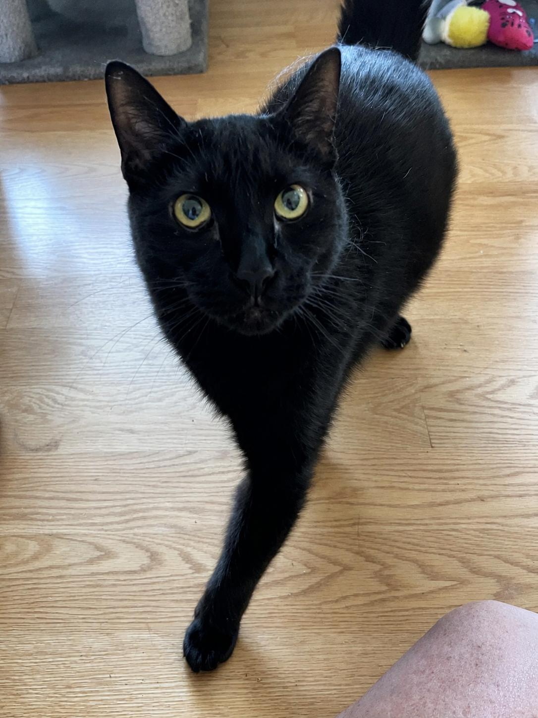 Enlarge Willie (7 year old sweet guy), an adopted Domestic Short Hair in HANSON, MA image 1/1