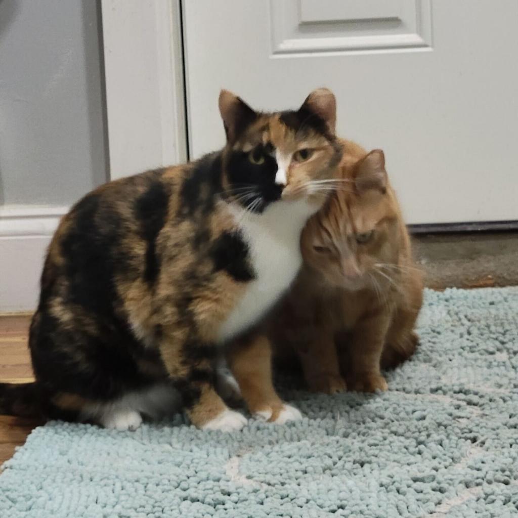 Enlarge Ginger, a Adoptable Domestic Short Hair in Brooklyn, NY image 1/5