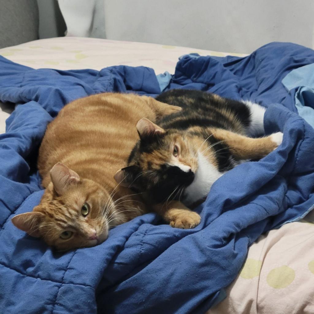 Enlarge Ginger, a Adoptable Domestic Short Hair in Brooklyn, NY image 2/5