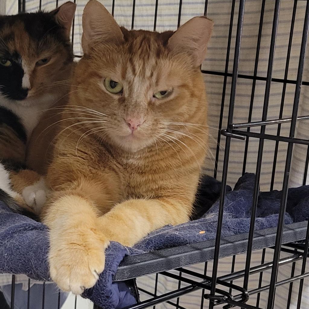 Enlarge Ginger, a Adoptable Domestic Short Hair in Brooklyn, NY image 4/5