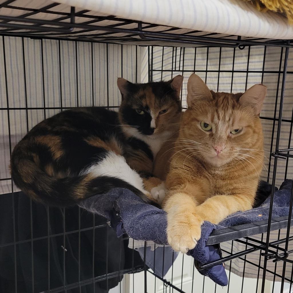 Enlarge Ginger, a Adoptable Domestic Short Hair in Brooklyn, NY image 5/5