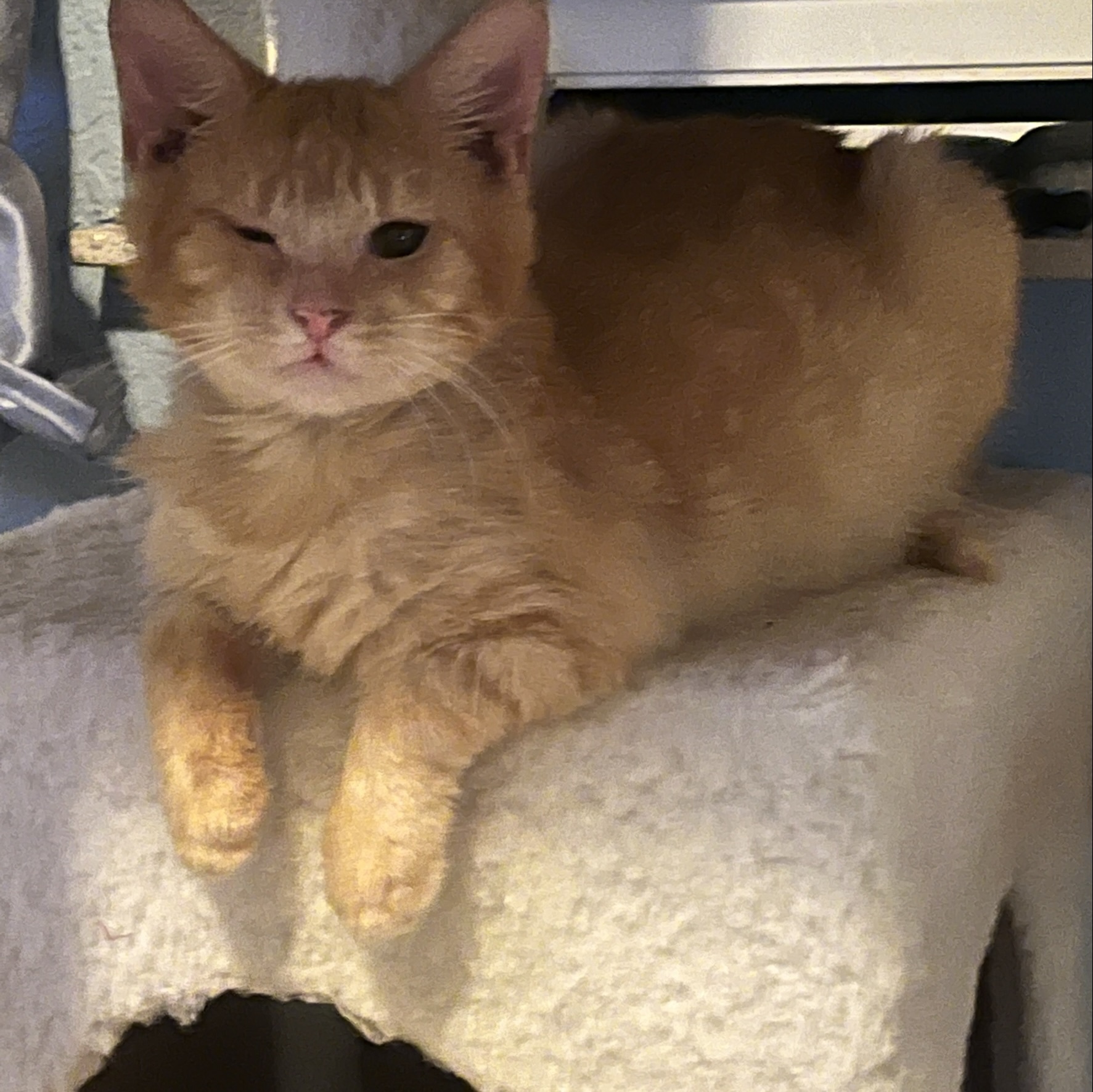 Kitty Beans , Adoptable, Young Male Domestic Short Hair.