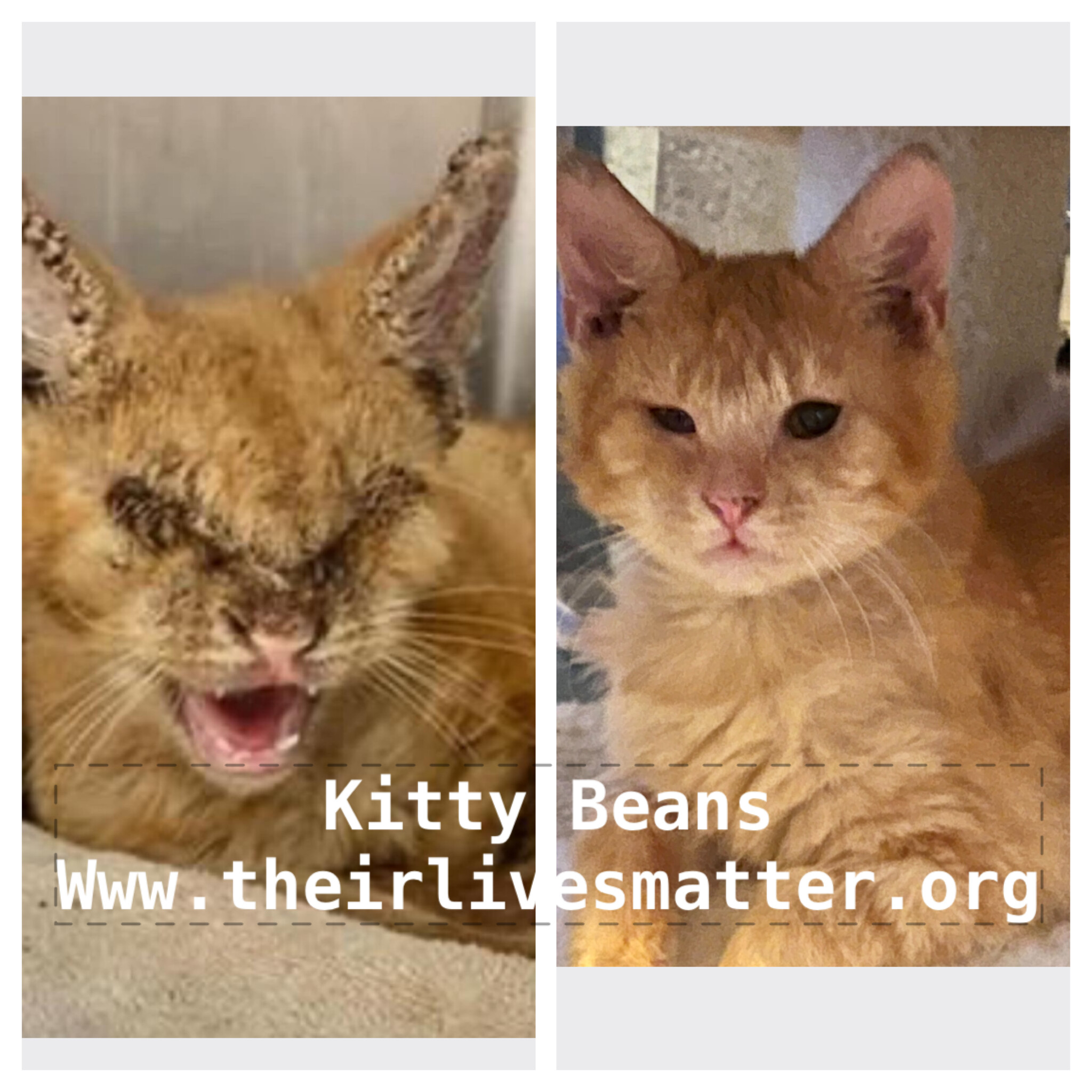 Kitty Beans , a Adoptable Domestic Short Hair in Palm City, FL image 2/10