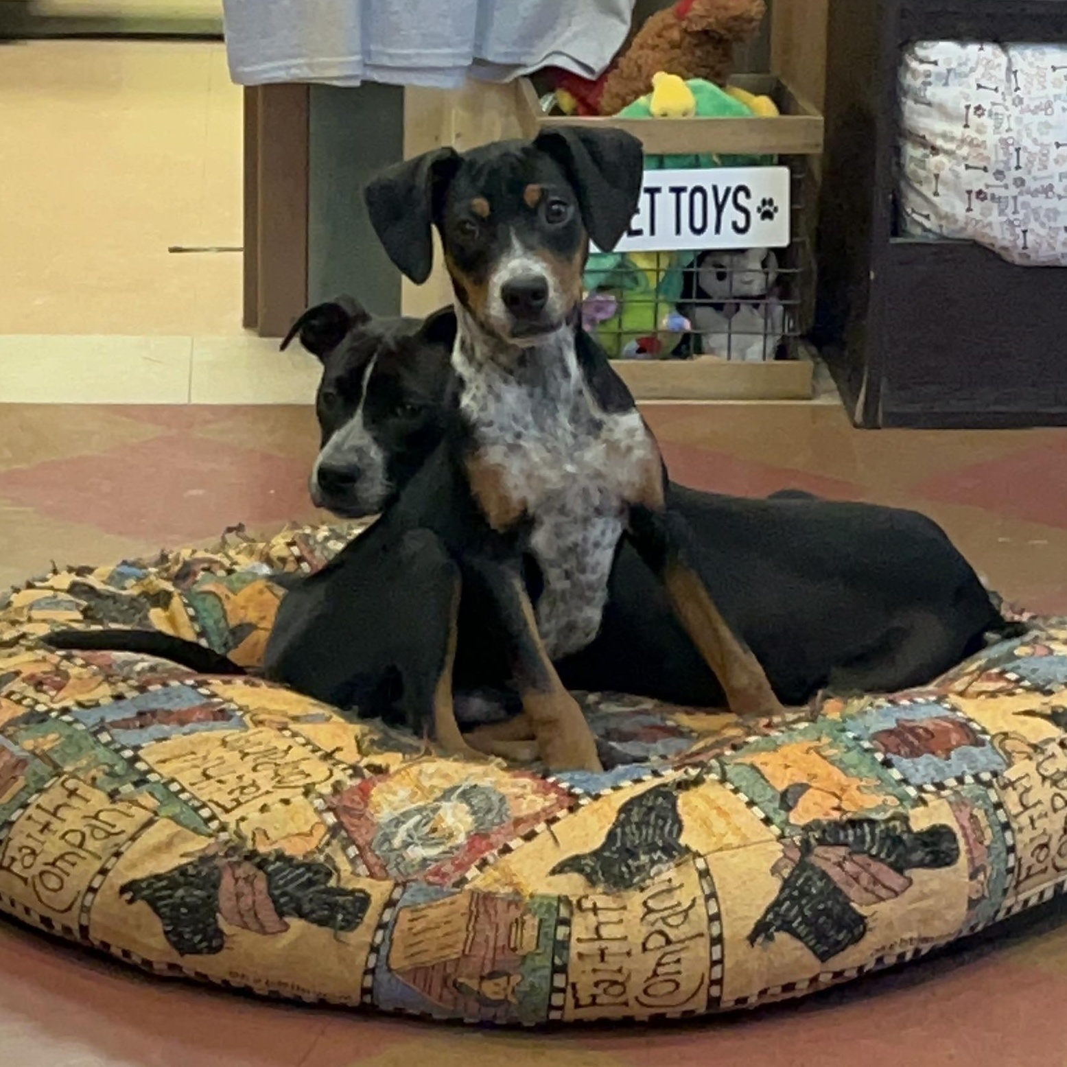 Trinket, an adoptable mixed breed in Monroe, OH image 6/6