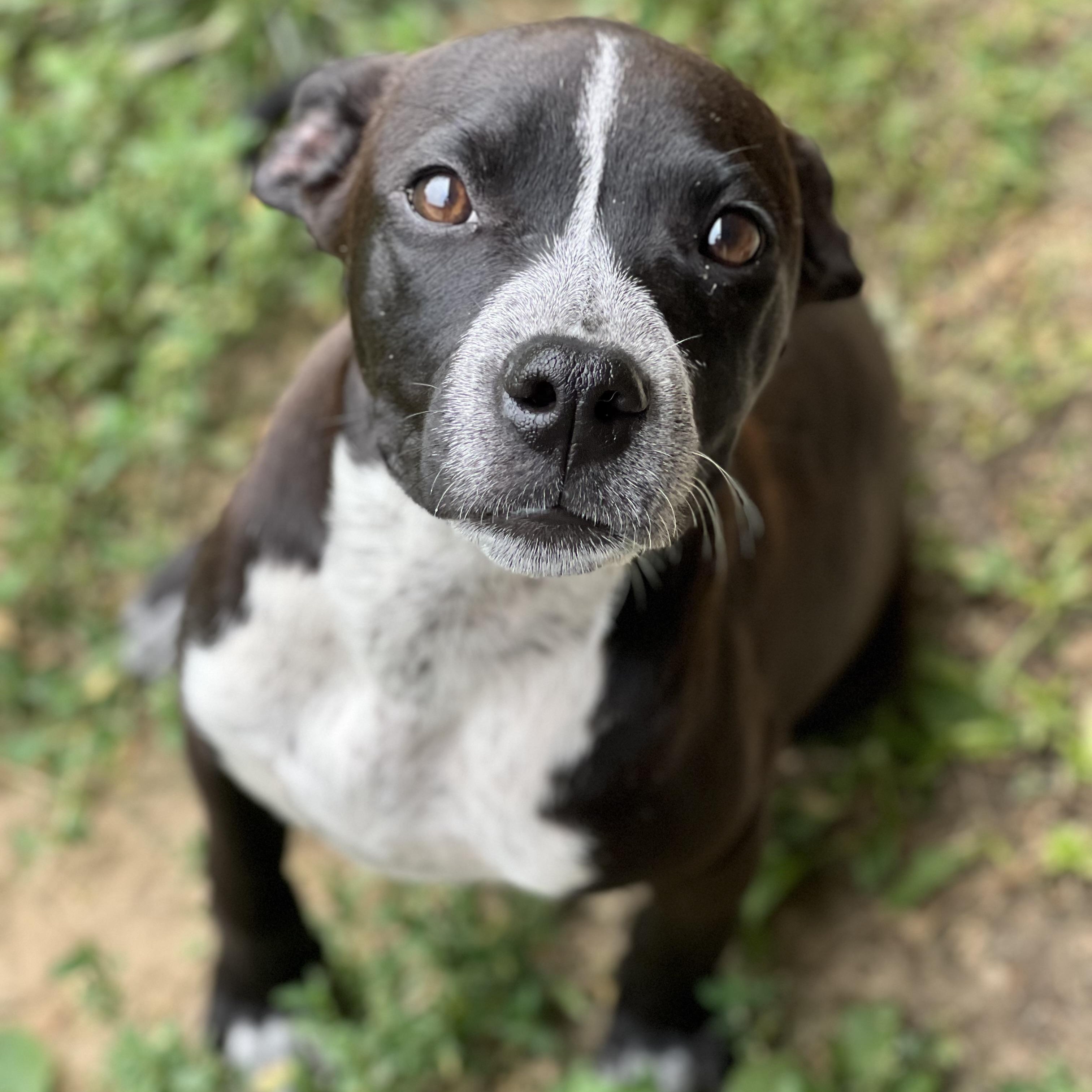 Enlarge Trinket, a ADOPTABLE mixed breed in Monroe, OH image 1/5